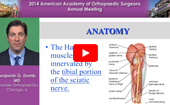 Hamstring Tendon Injuries Decision-Making and Repair Techniques